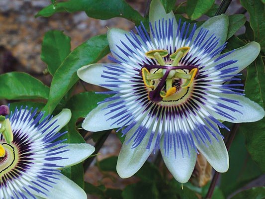 Carstens-Stiftung: Kein besserer Schlaf durch Passionsblumen-Tee. Carstens-Stiftung: Kein besserer Schlaf durch Passionsblumen-Tee.