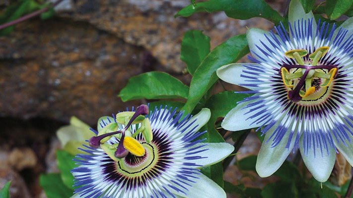 Carstens-Stiftung: Kein besserer Schlaf durch Passionsblumen-Tee. Carstens-Stiftung: Kein besserer Schlaf durch Passionsblumen-Tee.