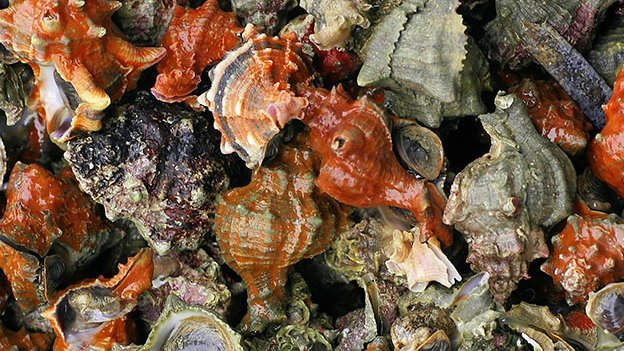 Carstens-Stiftung: Anti-Krebs-Mittel aus dem Meer? Carstens-Stiftung: Anti-Krebs-Mittel aus dem Meer?