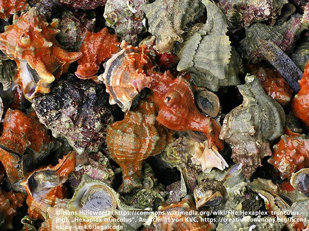 Carstens-Stiftung: Anti-Krebs-Mittel aus dem Meer? Carstens-Stiftung: Anti-Krebs-Mittel aus dem Meer?