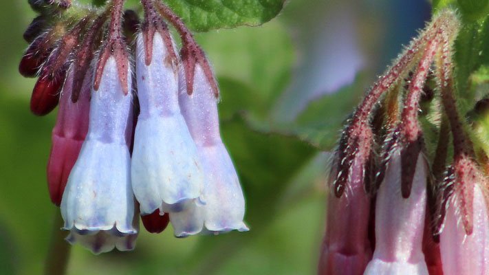 Beinwell hilft bei Rückenschmerzen Beinwell hilft bei Rückenschmerzen