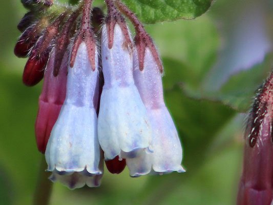 Beinwell hilft bei Rückenschmerzen Beinwell hilft bei Rückenschmerzen