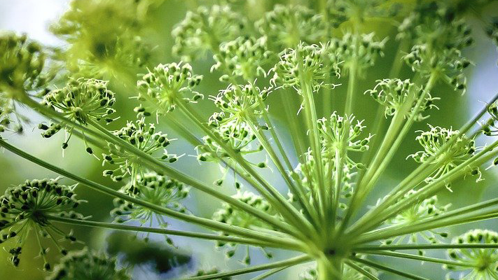 Engelwurz und Ferulasäure