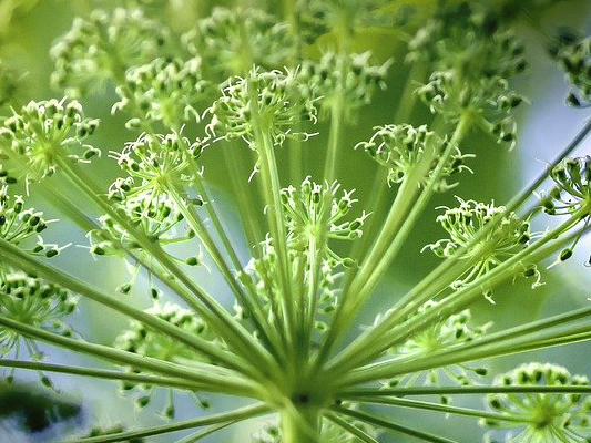 Engelwurz und Ferulasäure