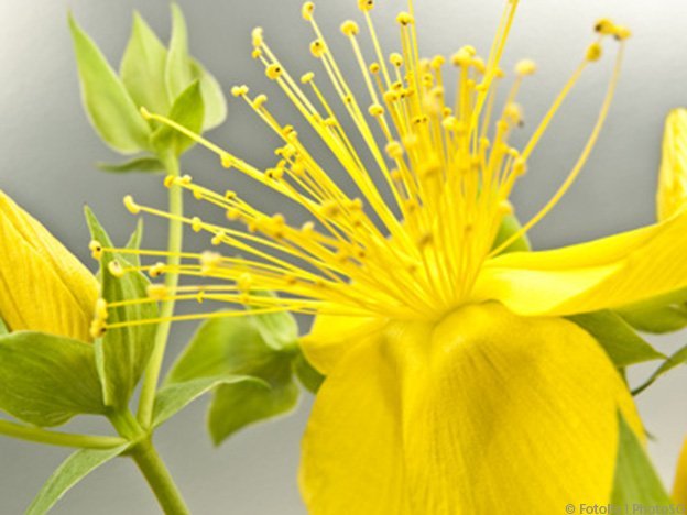 Carstens-Stiftung: Johanniskraut unwirksam beim Reizdarmsyndrom