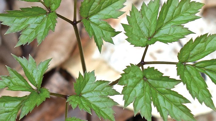 Die Behandlung von Wechseljahresbeschwerden mit Extrakten der Traubensilberkerze Die Behandlung von Wechseljahresbeschwerden mit Extrakten der Traubensilberkerze