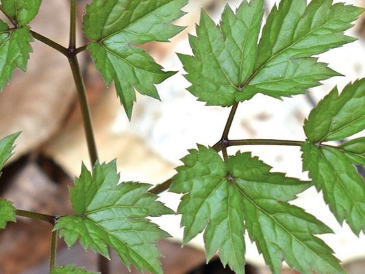 Die Behandlung von Wechseljahresbeschwerden mit Extrakten der Traubensilberkerze Die Behandlung von Wechseljahresbeschwerden mit Extrakten der Traubensilberkerze