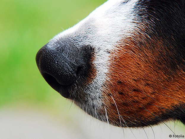 Feine Spürnasen erkennen Krebs Carstens-Stiftung: Feine Spürnasen erkennen Krebs