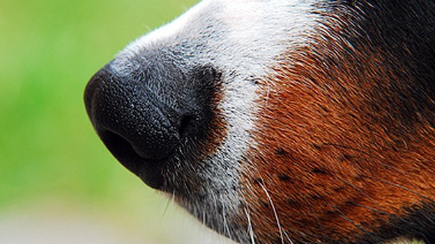 Feine Spürnasen erkennen Krebs Carstens-Stiftung: Feine Spürnasen erkennen Krebs