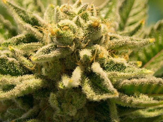 Cannabis aus der Apotheke