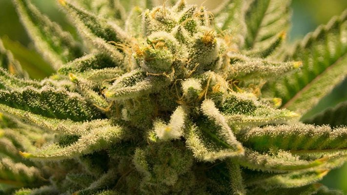 Cannabis aus der Apotheke Cannabis aus der Apotheke