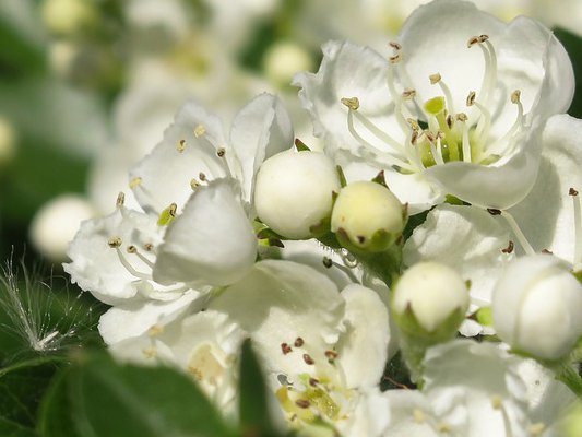 Carstens-Stiftung: Warum ist Weißdorn gut fürs Herz?