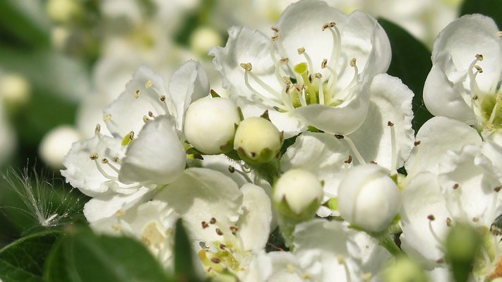 Carstens-Stiftung: Warum ist Weißdorn gut fürs Herz?