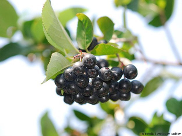 In der Prävention von Herzkrankheiten wie Arteriosklerose könnte die Aronia-Beere zukünftig eine gute Rolle spielen. Carstens-Stiftung: Die schwarze Apfelbeere (Aronia-Beere) kann Arteriosklerose verhindern.