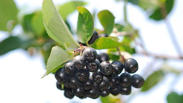 In der Prävention von Herzkrankheiten wie Arteriosklerose könnte die Aronia-Beere zukünftig eine gute Rolle spielen. Carstens-Stiftung: Die schwarze Apfelbeere (Aronia-Beere) kann Arteriosklerose verhindern.