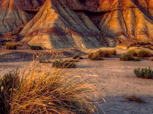 Carstens-Stiftung: Wüstenpflanze bei Diabetes?