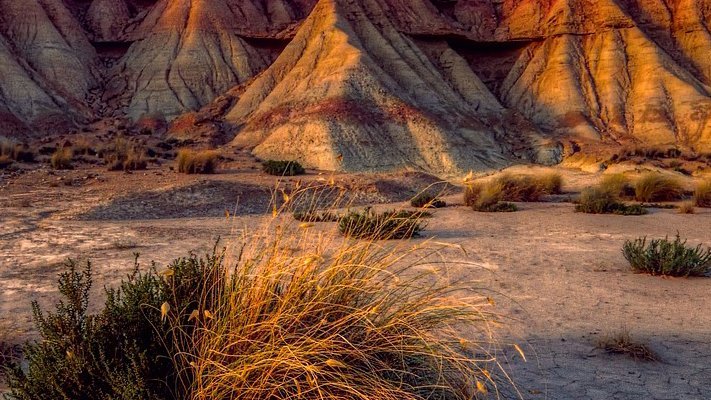 Carstens-Stiftung: Wüstenpflanze bei Diabetes?