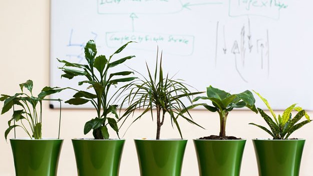 Carstens-Stiftung: Wieviel pflanzliche Begrünung in Innenräumen fördert das Wohlbefinden? Carstens-Stiftung: Wieviel pflanzliche Begrünung in Innenräumen fördert das Wohlbefinden?