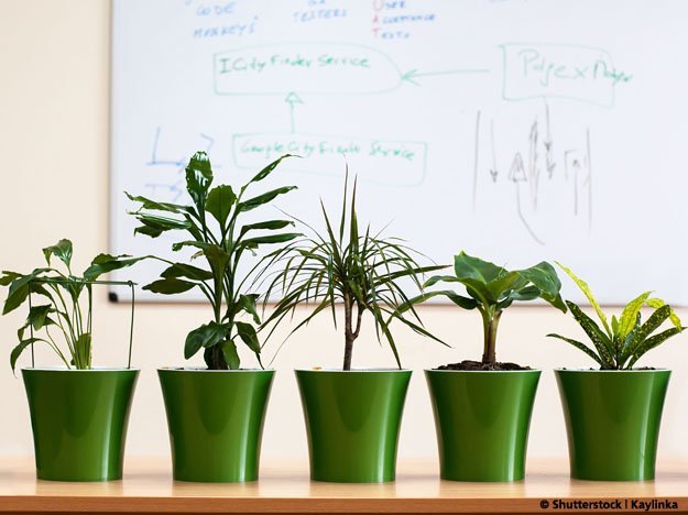 Carstens-Stiftung: Wieviel pflanzliche Begrünung in Innenräumen fördert das Wohlbefinden? 