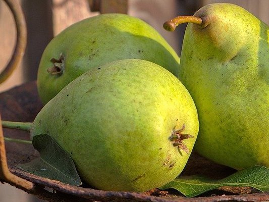 Weißes Gemüse schützt vor dem Schlag