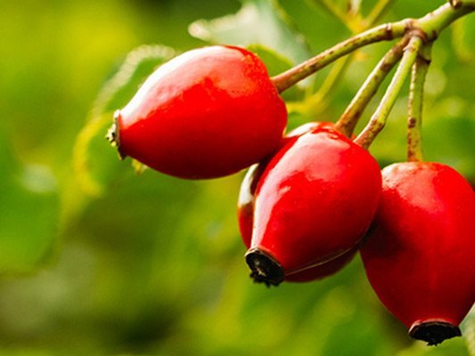 Carstens-Stiftung: Hagebutte senkt das Risiko einer Blasenentzündung nach dem Kaiserschnitt Carstens-Stiftung: Hagebutte senkt das Risiko einer Blasenentzündung nach dem Kaiserschnitt