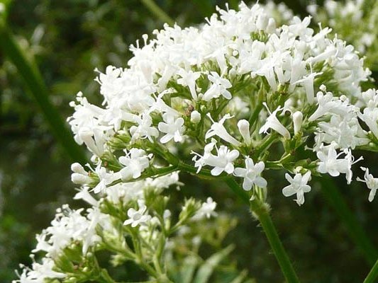 Den Zappelphilipp zähmen, aber natürlich!