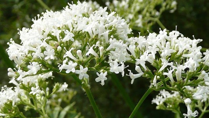 Den Zappelphilipp zähmen, aber natürlich!