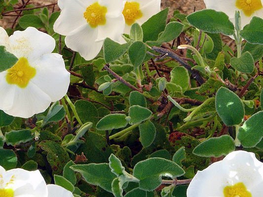 Virale Infektionen pflanzlich behandeln Virale Infektionen pflanzlich behandeln