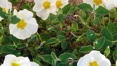 Virale Infektionen pflanzlich behandeln