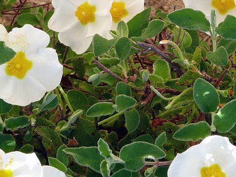 Virale Infektionen pflanzlich behandeln