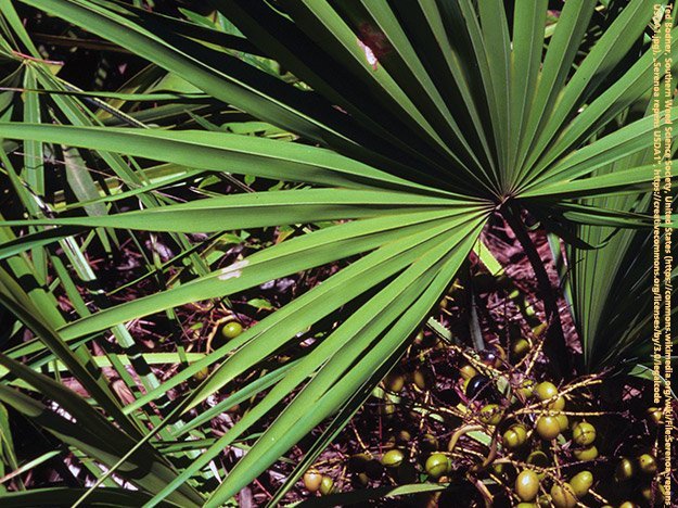 Die Behandlung einer Prostatavergrößerung mit Extrakten der Sägepalme Carstens-Stiftung: Die Behandlung einer Prostatavergrößerung mit Extrakten der Sägepalme.