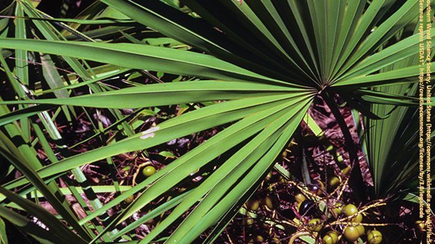 Die Behandlung einer Prostatavergrößerung mit Extrakten der Sägepalme Carstens-Stiftung: Die Behandlung einer Prostatavergrößerung mit Extrakten der Sägepalme.