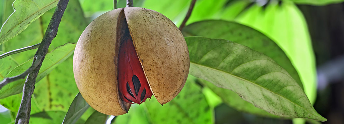 Muskatnuss als Arzneimittel