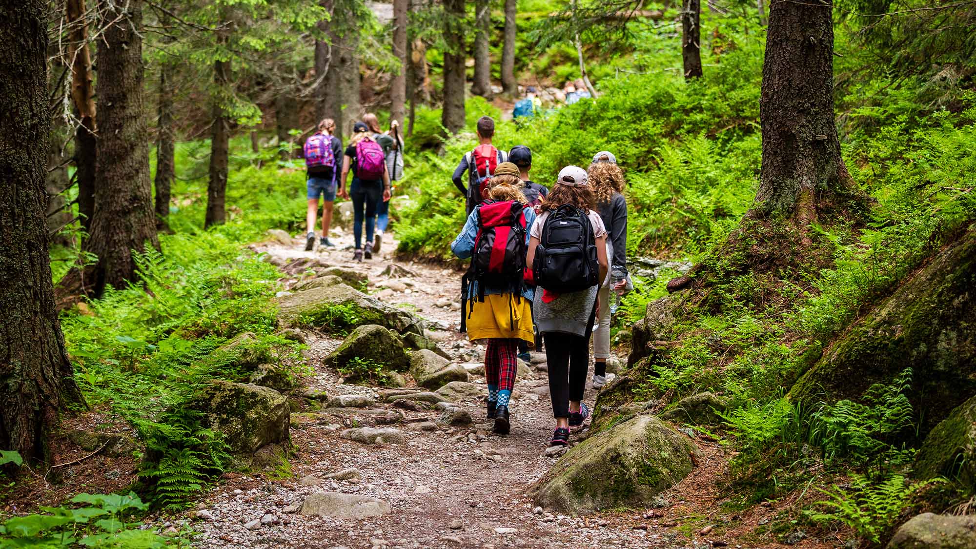 Waldtherapie: Profitieren Krebsüberlebende?