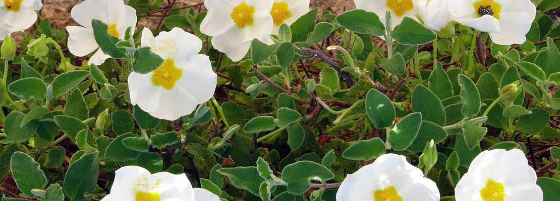 Virale Infektionen pflanzlich behandeln