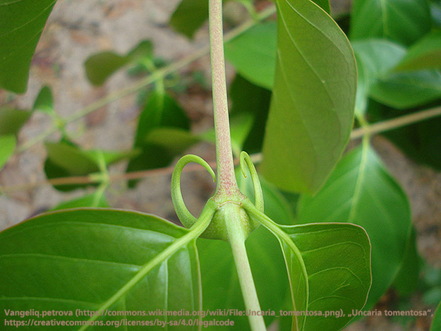 Lindert die Katzenkralle Chemotherapie-Nebenwirkungen? Carstens-Stiftung: Kann Katzenkralle die Nebenwirkungen einer Chemotherapie herabsetzen?
