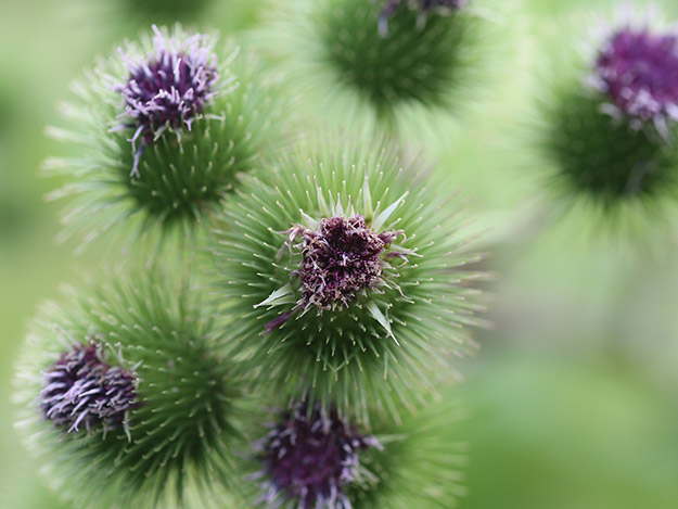 Carstens-Stiftung: Mariendistel und ihre Wirkung auf die Gefäße