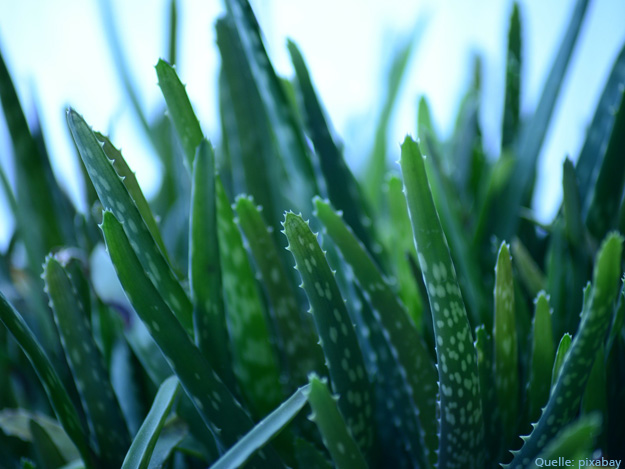 Carstens-Stiftung: Aloe Vera Extrakt bei Pigmentstörungen.