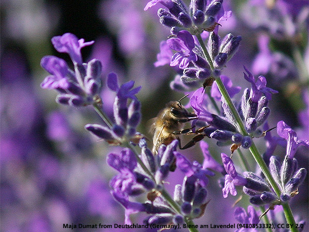 Carstens-Stiftung: Lavendel in der Pflanzentherapie