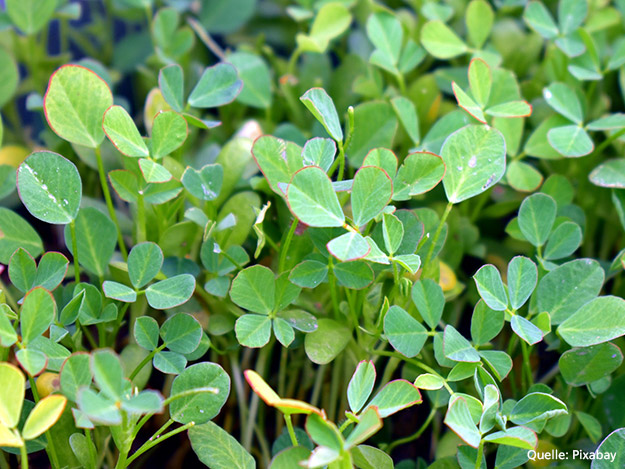Bockshornklee sorgt für Milchsteigerung in der Stillzeit Carstens-Stiftung: Bockshornklee sorgt für Milchsteigerung in der Stillzeit