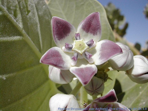 Calotropis, ein pflanzlicher Entzündungshemmer? Calotropis, ein pflanzlicher Entzündungshemmer?