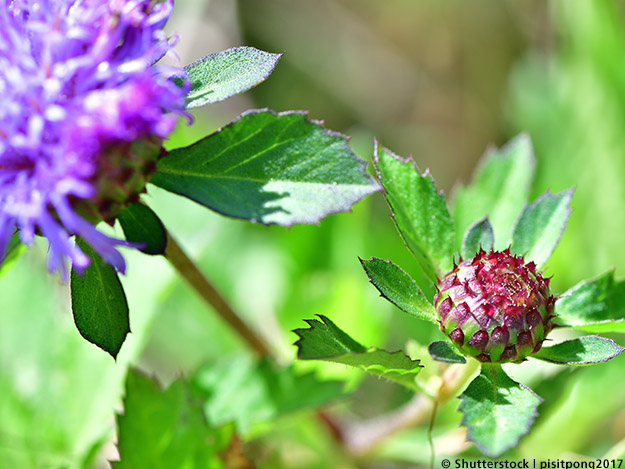 Carstens-Stiftung: Funkstörung bei Bakterien Carstens-Stiftung: Funkstörung bei Bakterien