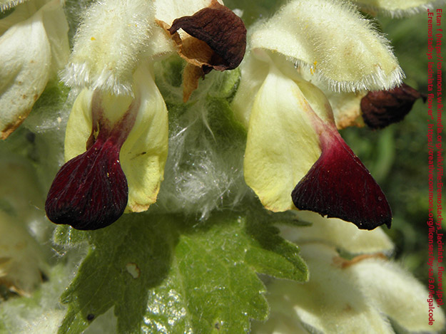 Carstens-Stiftung: Eremostachys laciniata bei Karpaltunnelsyndrom