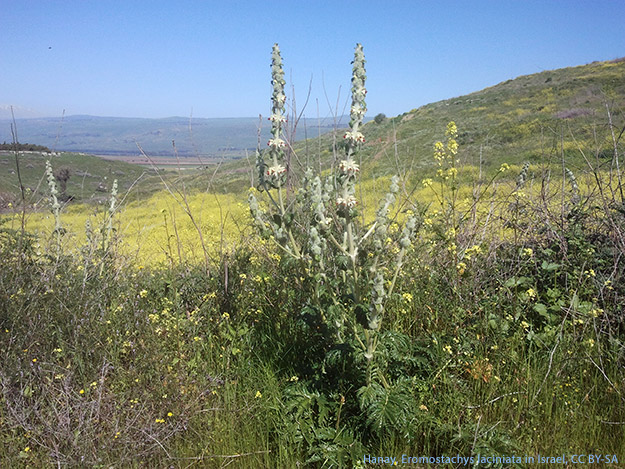 Carstens-Stiftung: Pflanzenkraft bei Karpaltunnelsyndrom