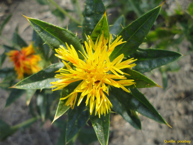 Kopfschmerzen mit Färberdistel weggespritzt