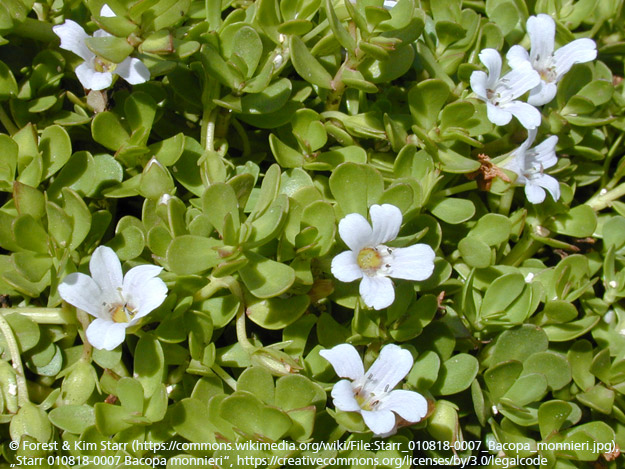 Das kleine Fettblatt erhöht die Konzentrationsfähigkeit in Stress-Situationen