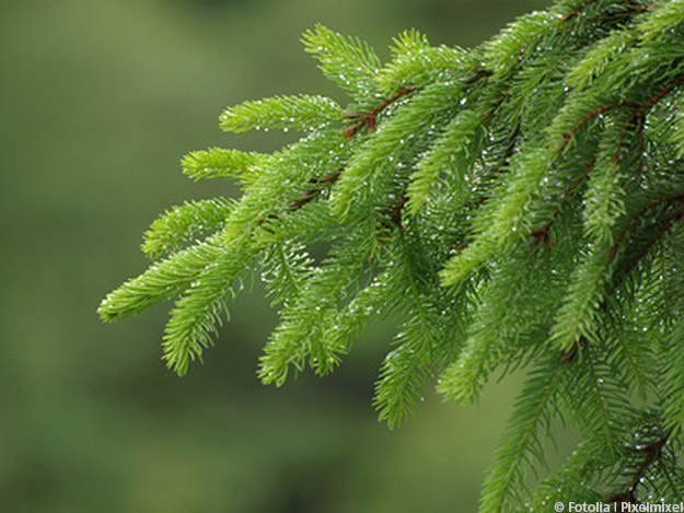 Carstens-Stiftung: Fichtenextrakt hilft bei Alzheimer Carstens-Stiftung: Fichtenextrakt hilft bei Alzheimer