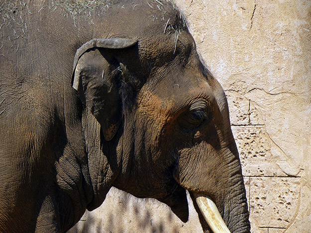 Pflanzen in der Alzheimertherapie Carstens-Stiftung: Pflanzen in der Alzheimertherapie