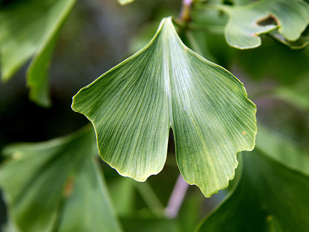 Langzeiteinnahme von Ginkgo: Schutz vor Demenz? Carstens-Stiftung: Über die Wirksamkeit von Ginkgo bei Demenz.