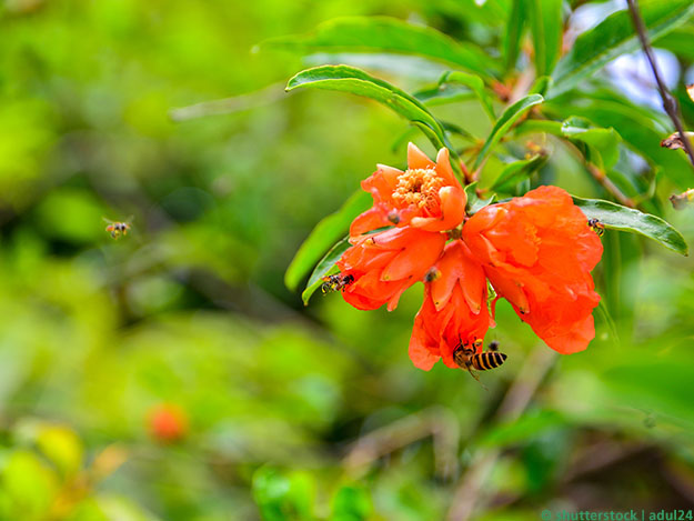 Granatapfel-Mundspülung als Alternative zu Chlorhexidin bei Gingivitis Carstens-Stiftung: Granatapfel-Mundspülung als Alternative zu Chlorhexidin bei Gingivitis